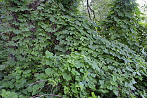 Riparian forest with climbing Hop plants, Moscow Oblast, Central Russia, Jule 2007