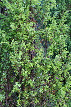 Common Juniper bush (Juniperus communis) Russky Sever NP, Vologda Oblast, N Russia, July 2008