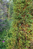 Common Juniper (Juniperus communis) Russky Sever NP, Vologda Oblast, N Russia, July 2008