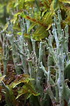 Cladonia sp lichen growing in Russky Sever NP, Vologda Oblast, N Russia, October 2008