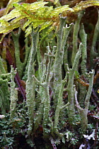 Cladonia sp lichen growing in Russky Sever NP, Vologda Oblast, N Russia, October 2008