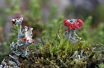 Mosses and Cladonia lichens growing in Russky Sever NP, Vologda Oblast, N Russia, October 2008