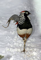 Lady Amherst's pheasant {Chrysolophus amherstiae} in snow, captive, Russia