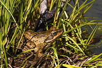 Caucasus frog (Rana macrocnemis) Murudzhu area, Teberdinsky Nature Preserve, Western Caucasus, Russia, July
