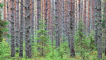 North of Russia, National Park 'Russsian North' (Vologda Region), October.  Sokolsky pine woods. óññêèé Ñåâå, íàöèîíàëüíûé ïàê "óññêèé Ñåâå" (Âîëîîäñê...