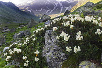 Caucasian rhododendron (Rhododendron caucasium) flowers, Murudzhu area, Teberdinsky Nature Preserve, Western Caucasus, Russia, July 2006