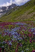 Alpine meadows with Vetch (Hedysarum caucasicum) and Forget-me-not (Myosotis sp) flowers, Murudzhu area, Teberdinsky Nature Preserve, Western Caucasus, Russia, July 2006