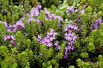 Thyme {Thymus serpyllum} flowering, N Russia