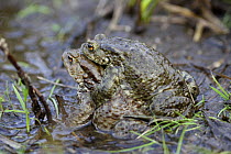 Common european toad (Bufo bufo) pair in amplexus, Central Russia, May
