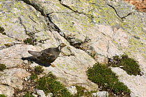 Caucasian / Caspian snowcock (Tetraogallus caucasicus) in its native habitat, Teberdinsky Nature Preserve, Caucasian highlands, Western Caucasus, Russia, July