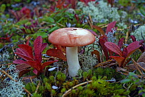 Colourful Russula toadstool growing amongst Mountain bearberry {Arctostaphylos / Arctous alpinus}, lichen and moss, near the White Sea, Karelia, N Russia September 2007