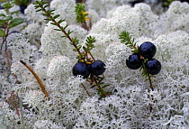 Crowberry berries {Empetrum nigrum} amongst white Reindeer moss {Caldonia rangiferina}, near the White Sea, Karelia, September 2007.
