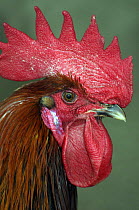 Domestic chicken cock {Gallus gallus domesticus}  head portrait with comb and wattle, Western Caucasus, Russia