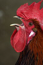 Domestic chicken {Gallus gallus domesticus}  cock crowing, portrait showing comb and wattle, Western Caucasus, Russia