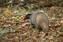 Amur Badger (Meles meles amurensis) Ussuriland, Primorsky krai, Far East Russia, October 2006.