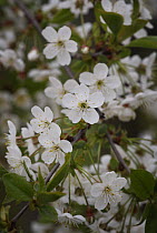 Cherry tree {Prunus / Cerasus avium} in flower, Russia