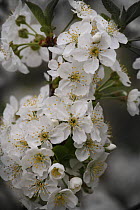 Cherry tree {Prunus / Cerasus avium} in flower, Russia