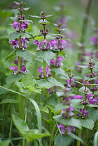 Spotted dead nettle {Lamium maculatum} flowers, Moscow Oblast, May