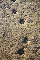 Tracks in the mud of Raccoon dog {Nyctereutes procyonoides} Ussuriland, Primorsky Krai, Far East Russia