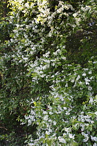 Bird cherry tree {Prunus padus avium} in flower, Russia, May