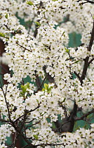 Blackthorn tree {Prunus spinosa} in flower, Russia, May