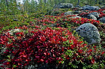 Mountain bearberry {Arctostaphylos / Arctous alpinus} and Cowberry {Vaccinium vitisidea} on trundra, near the White Sea, Karelia, N Russia, September 2007