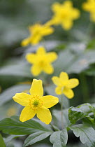 Yellow wood anemone {Eranthis sp} flowering in woodlands in central Russia, April 2008