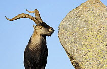 Male Spanish ibex (Capra pyrenaica) by large rock, Sierra de Gredos, Spain, November 2008