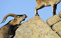 Male Spanish ibex (Capra pyrenaica) scenting air behind female with tongue, Sierra de Gredos, Spain, November 2008 WWE OUTDOOR EXHIBITION