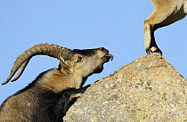 Male Spanish ibex (Capra pyrenaica) scenting air behind female with tongue, Sierra de Gredos, Spain, November 2008