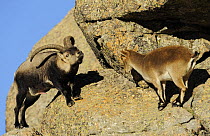 Spanish ibex (Capra pyrenaica) courtship, Sierra de Gredos, Spain, November 2008