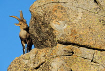 RF- Male Spanish ibex (Capra pyrenaica) on rocks, Sierra de Gredos, Spain. November. (This image may be licensed either as rights managed or royalty free.)