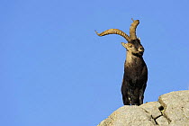 Male Spanish ibex (Capra pyrenaica) on rocks, Sierra de Gredos, Spain, November 2008