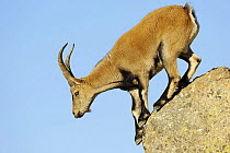 Male Spanish ibex (Capra pyrenaica) about to jump from rock, Sierra de Gredos, Spain, November 2008