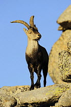Male Spanish ibex (Capra pyrenaica) portrait, Sierra de Gredos, Spain, November 2008