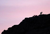 Male Spanish ibex (Capra pyrenaica) silhouetted on rocks at sunrise, Sierra de Gredos, Spain, November 2008