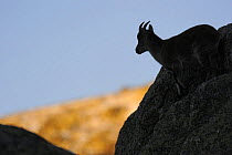 Female Spanish ibex (Capra pyrenaica) on rocks, silhouetted, Sierra de Gredos, Spain, November 2008