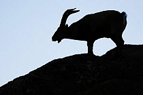 Male Spanish ibex (Capra pyrenaica) scenting air with tongue, silhouetted, Sierra de Gredos, Spain, November 2008