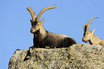 Male Spanish ibex (Capra pyrenaica) lying on rock, Sierra de Gredos, Spain, November 2008
