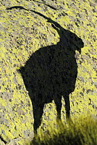 Male Spanish ibex (Capra pyrenaica) shadow on rock, Sierra de Gredos, Spain, November 2008