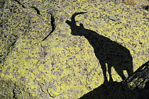 Shadow of a male Spanish ibex (Capra pyrenaica) on rock, Sierra de Gredos, Spain, November 2008