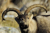 Male Spanish ibex (Capra pyrenaica) Sierra de Gredos, Spain, November 2008