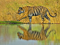 Male Bengal Tiger (Panthera tigris tigris) walking along a lake, Bandhavgarh, India.