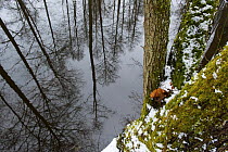 Trees reflected in water, Bialowieza NP, Poland, February 2009