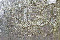 Branches covered in snow, Bialowieza NP, Poland, February 2009
