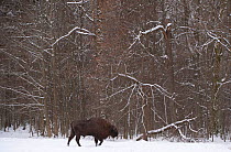 European bison (Bison bonasus) at forest edge in snow, Bialowieza NP, Poland, February 2009
