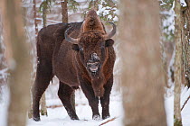European bison (Bison bonasus) amongst trees in snow, Bialowieza NP, Poland, February 2009