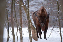 European bison (Bison bonasus) in forest, Bialowieza NP, Poland, February 2009