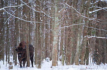 European bison (Bison bonasus) amongst trees, Bialowieza NP, Poland, February 2009