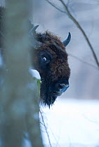European bison (Bison bonasus) Bialowieza NP, Poland, February 2009